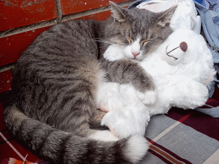 cat and teddy bear cute caturday