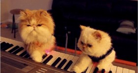 caturday music cats lolcats