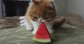 cute exotic shorthair pancake loves watermelon