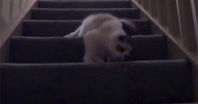 cute fluffy kitty slinky downstairs