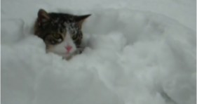 elaine the cat loves the snow