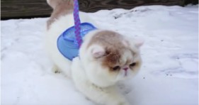 fluffy exotic shorthair cat in winter wonderland
