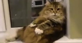knead a fluffy cat to love
