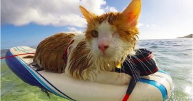 kuli one-eyed kitten loves to surf