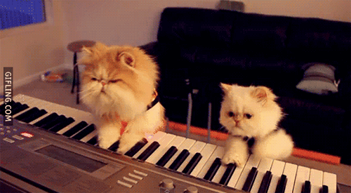 music cats caturday lolcats piano