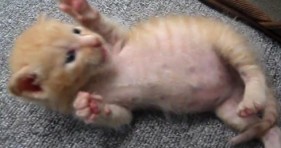 orange kitten loves the roll over dog trick
