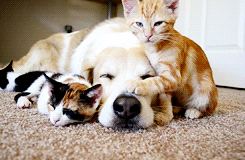 two cats one dog caturday snuggle