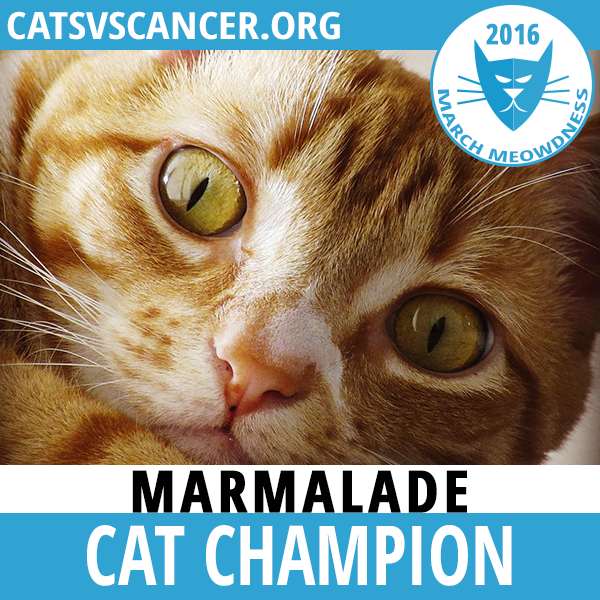 Cat-Madness-Tourney-Champion-2016