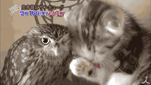 adorable cat loves owl caturday meowls