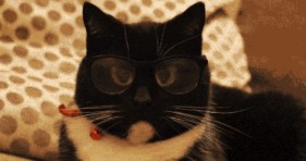 adorable caturday nerdy cat glasses lolcats