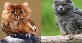 adorable cute meowls caturday funny