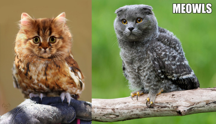 adorable fluffy meowls