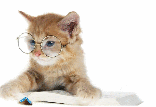 adorable nerdy kitten reading books