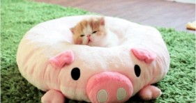 adorable piglet kitten bed caturday
