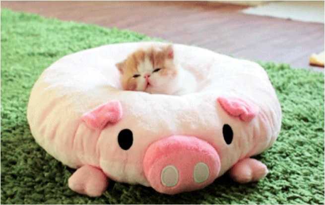 Celebrate This Caturday With Piglet Kitten Bed! - Cats vs Cancer