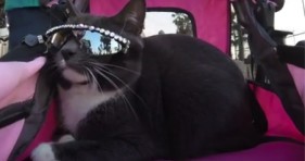 adorable sunglass cat is pawsome