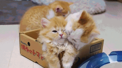 best friend kittens caturday lolcats