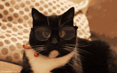 big eyes glasses cat lolcats