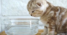 cute baby kitten drinks water for first time