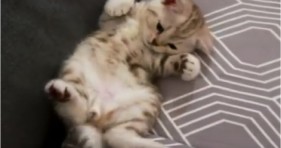 cute baby kitten sees tail for the first time