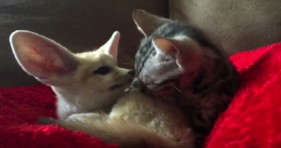 cute bengal kitten loves fennec fox