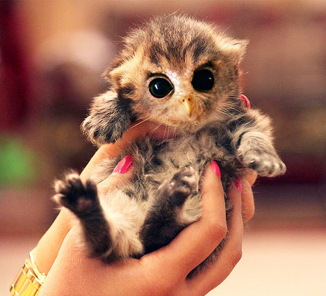 fluffy kitten with owl face caturday