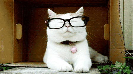glasses cat nerdy lolcats caturday