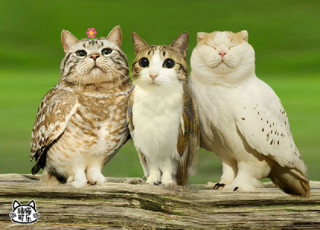 guardian meowls caturday lolcats