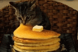 hungry pancake cat lolcats caturday