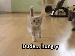 hungrycat