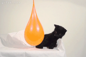 kitten takes caturday bubble bath
