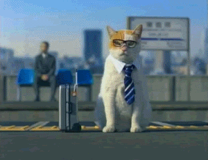 nerdy business cat cute lolcats