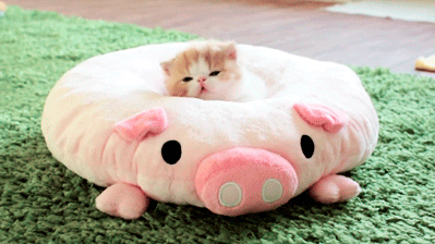 piglet kitten loves sleep adorable caturday