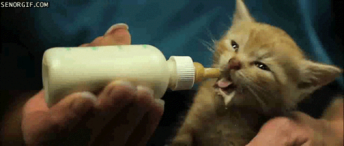 thirsty kitten loves milk precious caturday