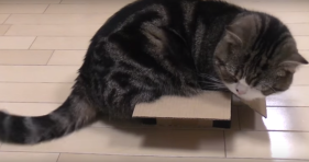 cat box experiment