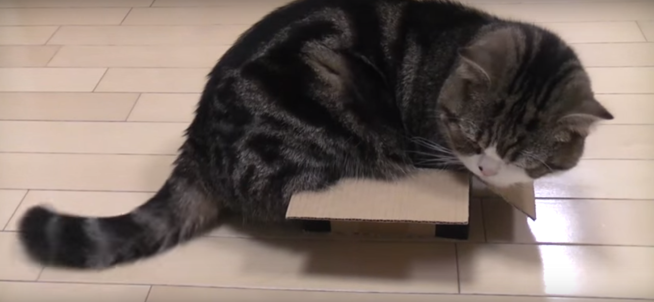 Important Cat Experiment Involving Small Boxes - Cats vs Cancer