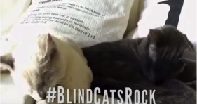 adorable blind cats love life to the fullest