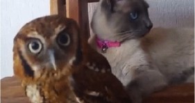 adorable unlikely friendships caturday cat and owl