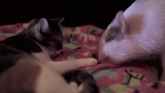 adorable piglet and kitty unlikely friendship caturday