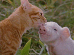 baby orange kitten and piglet cute caturday