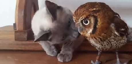 cat and owl adorable caturday unlikely friendship
