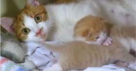 cute mommy cat loves and hugs kittens