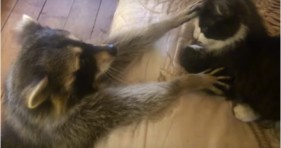 cute raccoon loves cat bestie lolcats
