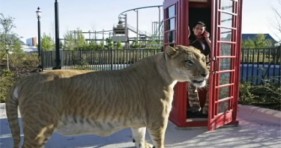 hercules the largest liger on earth