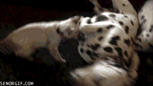 kitten and dalmatian unlikely friendship catruday