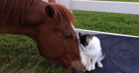 sappy the cat and dakota the horse adorable