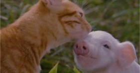 spring time adorable kitten and piglet caturday