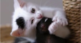 adorable kitten and skunk unlikely friendship