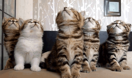 adorable kittens feeling the beat caturday