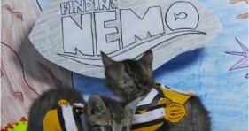 adorable kittens reenact finding nemo